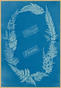 外国蕨类 作者 安娜·阿特金斯（Anna Atkins）