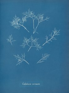 Gelidium corneum, ca. 1853. 作者 安娜·阿特金斯（Anna Atkins）