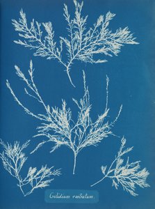 Gelidium rostratum, ca. 1853. 作者 安娜·阿特金斯（Anna Atkins）