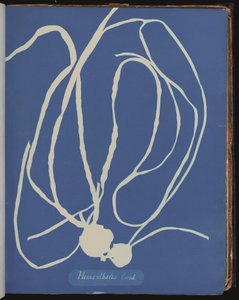 Himanthalia lorea，选自《英国阿尔加的照片》（青色摄影）。 作者 安娜·阿特金斯（Anna Atkins）