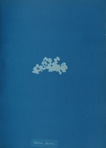 Padina deusta, 约1853年。 作者 安娜·阿特金斯（Anna Atkins）