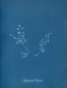 Polysiphonia Brodiæi, ca. 1853. 作者 安娜·阿特金斯（Anna Atkins）