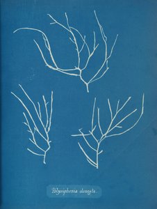 Polysiphonia elongata，约1853年。 作者 安娜·阿特金斯（Anna Atkins）
