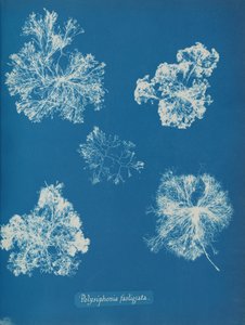 Polysiphonia fastigiata, ca. 1853. 作者 安娜·阿特金斯（Anna Atkins）