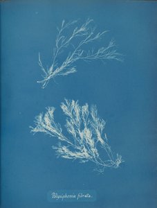 Polysiphonia fibrata，约1853年。 作者 安娜·阿特金斯（Anna Atkins）