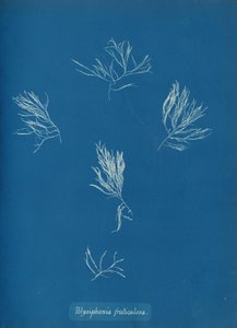 Polysiphonia fruticulosa，约1853年。 作者 安娜·阿特金斯（Anna Atkins）
