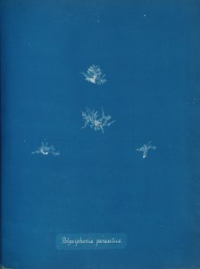 Polysiphonia parasitica, ca. 1853. 作者 安娜·阿特金斯（Anna Atkins）