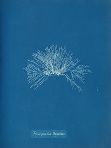 Polysiphonia thuyoides，约1853年。 作者 安娜·阿特金斯（Anna Atkins）