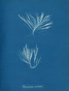 Polysiphonia urceolata，约1853年。 作者 安娜·阿特金斯（Anna Atkins）