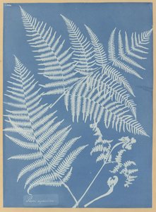 蕨 作者 安娜·阿特金斯（Anna Atkins）