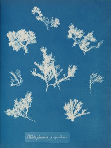 Ptilota plumosa. ß capillaris, ca. 1853. 作者 安娜·阿特金斯（Anna Atkins）