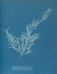 Sargassum bacciferum, ca. 1853. 作者 安娜·阿特金斯（Anna Atkins）