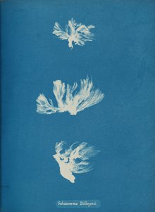 Schizonema Dillwynii, ca. 1853. 作者 安娜·阿特金斯（Anna Atkins）