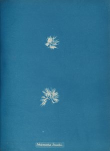 Schizonema Smithii, ca. 1853. 作者 安娜·阿特金斯（Anna Atkins）