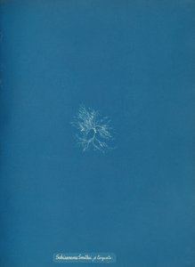 Schizonema Smithii, ß torqata, ca. 1853. 作者 安娜·阿特金斯（Anna Atkins）