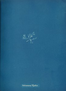 Schizonema Wyattiæ，约1853。 作者 安娜·阿特金斯（Anna Atkins）