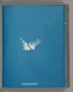 Schizonema implicatum, ca. 1853. 作者 安娜·阿特金斯（Anna Atkins）