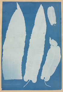 Sulopendrium Vulgare，1852-1854年。 作者 安娜·阿特金斯（Anna Atkins）