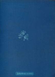 Sphacelaria cirrhosa, ca. 1853. 作者 安娜·阿特金斯（Anna Atkins）