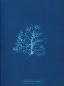 Sphacelaria scoparia, ca. 1853. 作者 安娜·阿特金斯（Anna Atkins）
