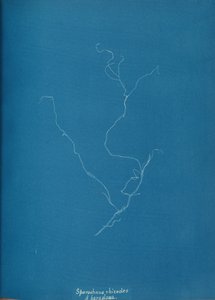 Sporochnius rhizodes ß paracloxa, ca. 1853. 作者 安娜·阿特金斯（Anna Atkins）