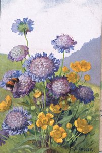 毛茛;矢车菊和蜜蜂，明信片，20世纪40年代