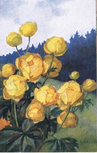 黄色的花，明信片，20世纪40年代