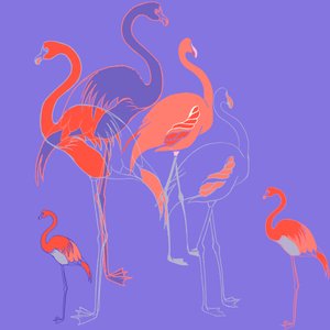 火烈鸟 作者 安娜·普拉茨（Anna Platts）