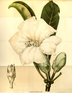 Fagraea imperialis 作者 年鉴 Musei botanici lugduno batavi