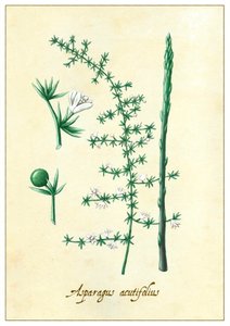 芦笋，2015 年（水粉画）