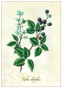 Rubus ulmifolius，2015 年（水粉画）