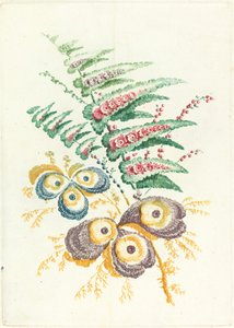 带有牡蛎壳花朵的神奇花朵，约1795年。