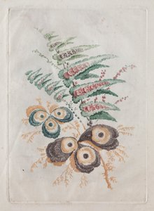 用于设计和绘画的理想花卉组合新套件：花卉幻想
