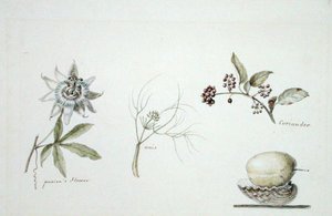 西番莲、茴香和香菜