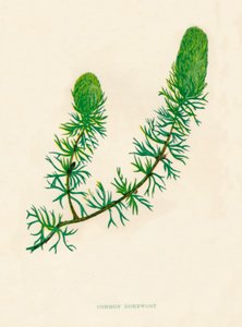 常见的角蒿，c1891，1891年