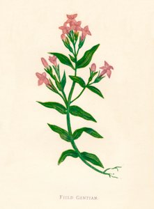 Field Gentian，1891年左右，1891年 作者 Anne Pratt