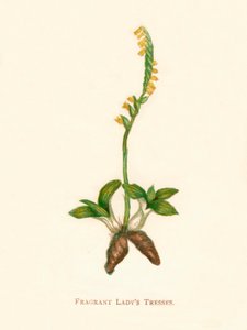 芬芳的淑女特蕾丝，1891年左右，1891年