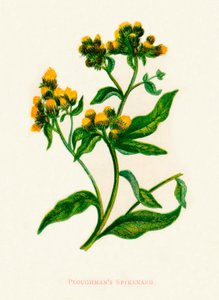 普洛曼斯·斯皮肯纳德（Ploughmans Spikenard），c1891，1891年