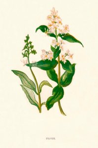 女贞，c1891，1891
