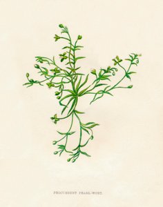 珍珠珍珠麦，c1891，1891年