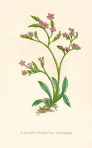 立式尖刺熏衣草，c1891，1891年