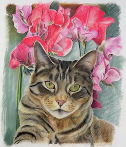 猫用甜豌豆