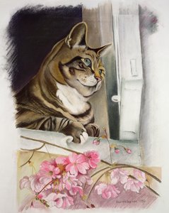 条纹在窗口 作者 安妮·罗宾逊