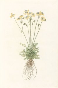 带根的开花植物 作者 无名氏
