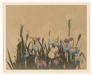 鸢尾花静物 作者 无名氏