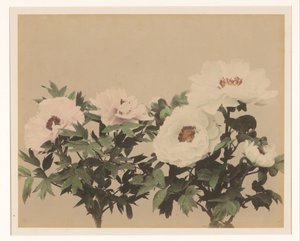 牡丹花静物画 作者 无名氏