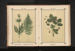 博萨尔贝 Fragaria vesca L.（物体上的标题） 作者 无名氏