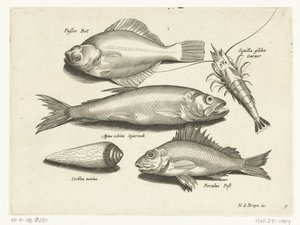 比目鱼、虾、胡瓜鱼和黄貂鱼
Libelivs varia Genera piscium complectens（系列名称）
淡水鱼、海鱼、蛙、甲壳类和海洋生物（系列名称） 作者 克拉斯·扬斯。维舍尔 (II)