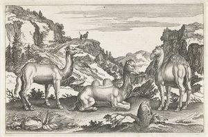 单峰驼和骆驼
四脚动物（系列名称）
动物 Qvaddrvpedvm（系列名称） 作者 Nicolaes Visscher (I) (归属于)