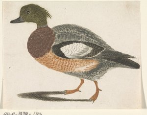 鸭子向左 作者 约翰·泰勒